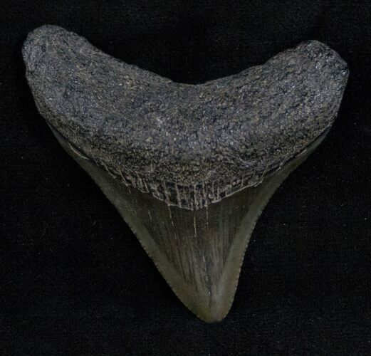 Posterior Megalodon Tooth - South Carolina #13690